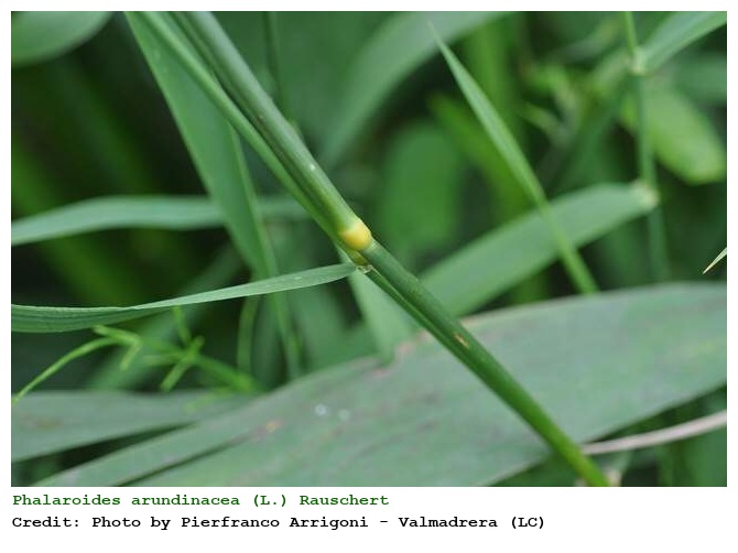 Phalaroides arundinacea (L.) Rauschert